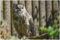 /album/beestig-leuk/kev-4906-bordermaker-jpg/