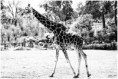 /album/beestig-leuk/kev-5075-bordermaker-jpg/