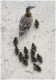 /album/beestig-leuk/kev-5143-bordermaker-jpg/
