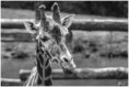 /album/beestig-leuk/kev-5148-bordermaker-jpg/