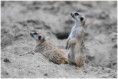 /album/beestig-leuk/kev-5161-bordermaker-jpg/