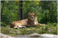 /album/beestig-leuk/kev-5172-bordermaker-jpg/