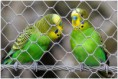 /album/beestig-leuk/kev-5275-bordermaker-jpg/