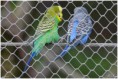 /album/beestig-leuk/kev-5277-bordermaker-jpg/