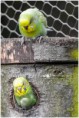 /album/beestig-leuk/kev-5282-bordermaker-jpg/