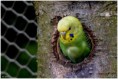 /album/beestig-leuk/kev-5284-bordermaker-jpg/