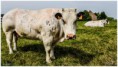 /album/beestig-leuk/kev-6119-bordermaker-jpg/