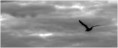 /album/divers/kev-7891-bordermaker-jpg/